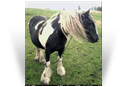 The Irish Filly - Mare